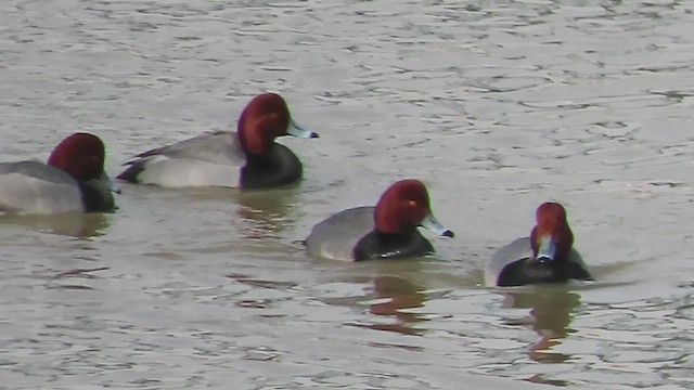 Redhead - ML650848541