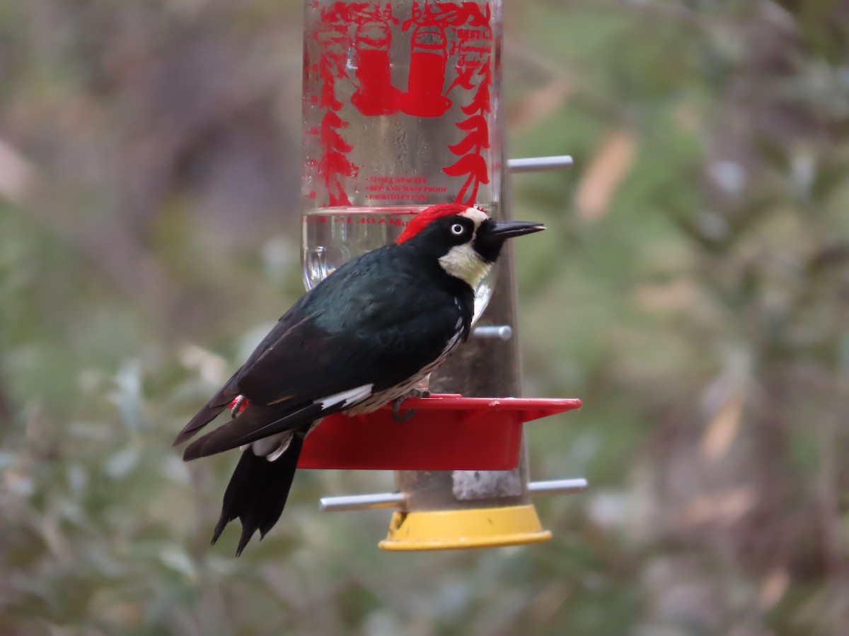 Pic glandivore - ML650848627