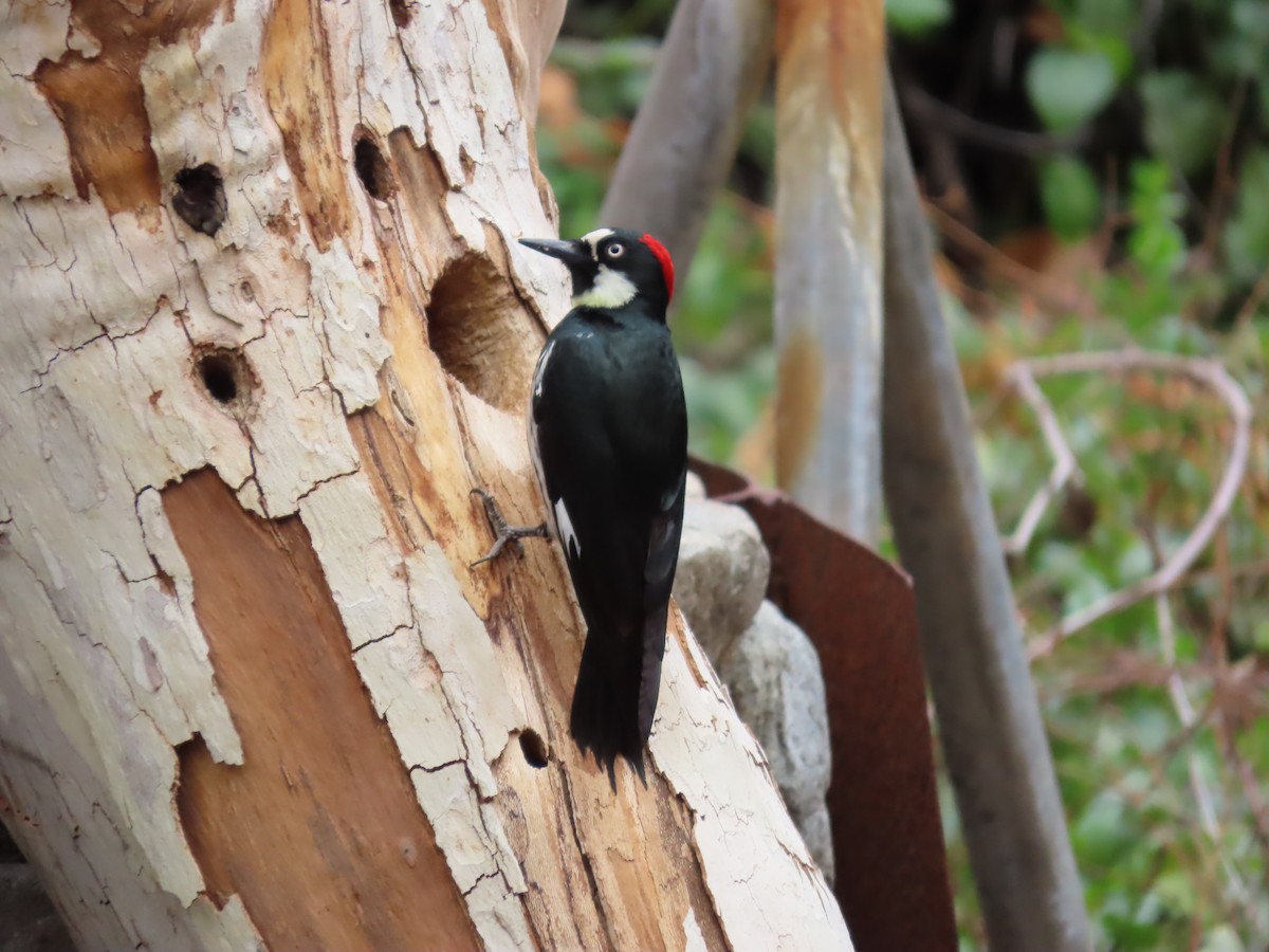 Pic glandivore - ML650848628