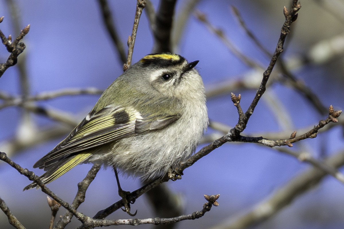 Золотомушка світлоброва - ML650848645