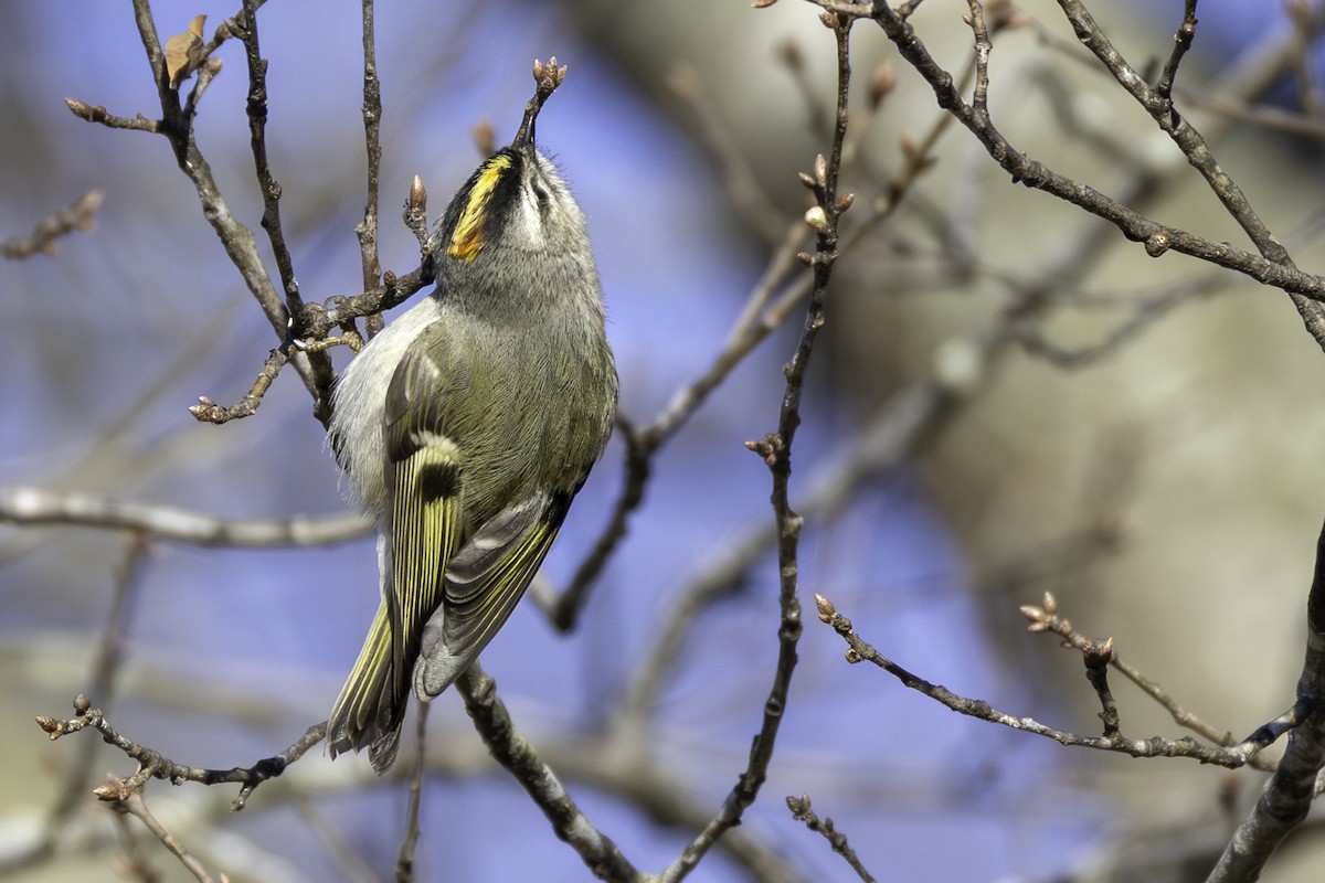 Золотомушка світлоброва - ML650848646
