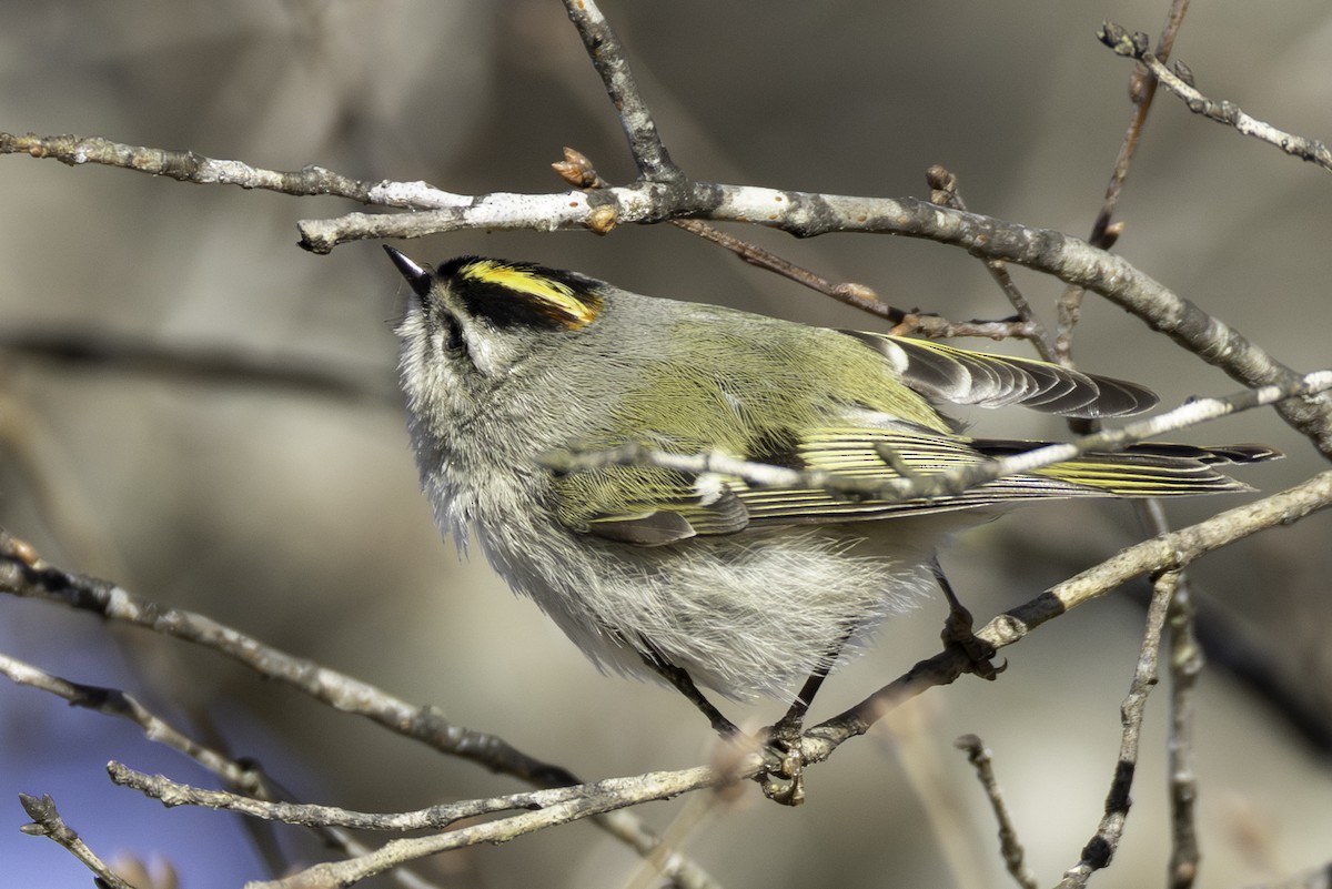 Золотомушка світлоброва - ML650848647