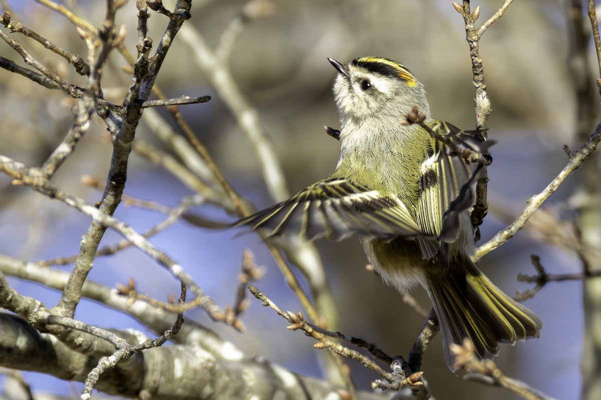 Золотомушка світлоброва - ML650848648