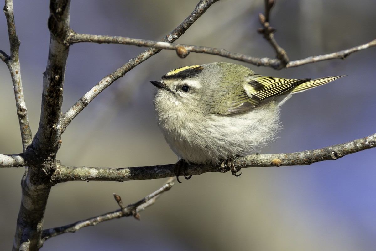 Золотомушка світлоброва - ML650848649