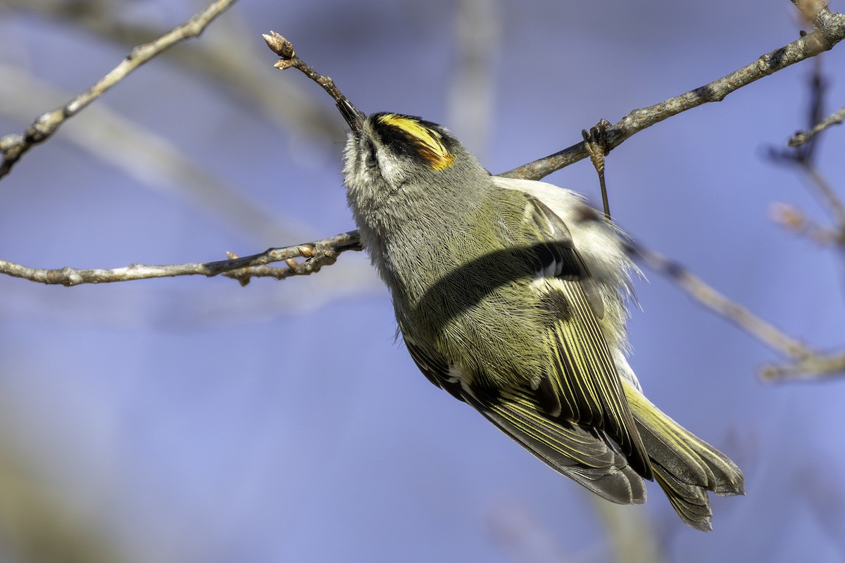 Золотомушка світлоброва - ML650848650