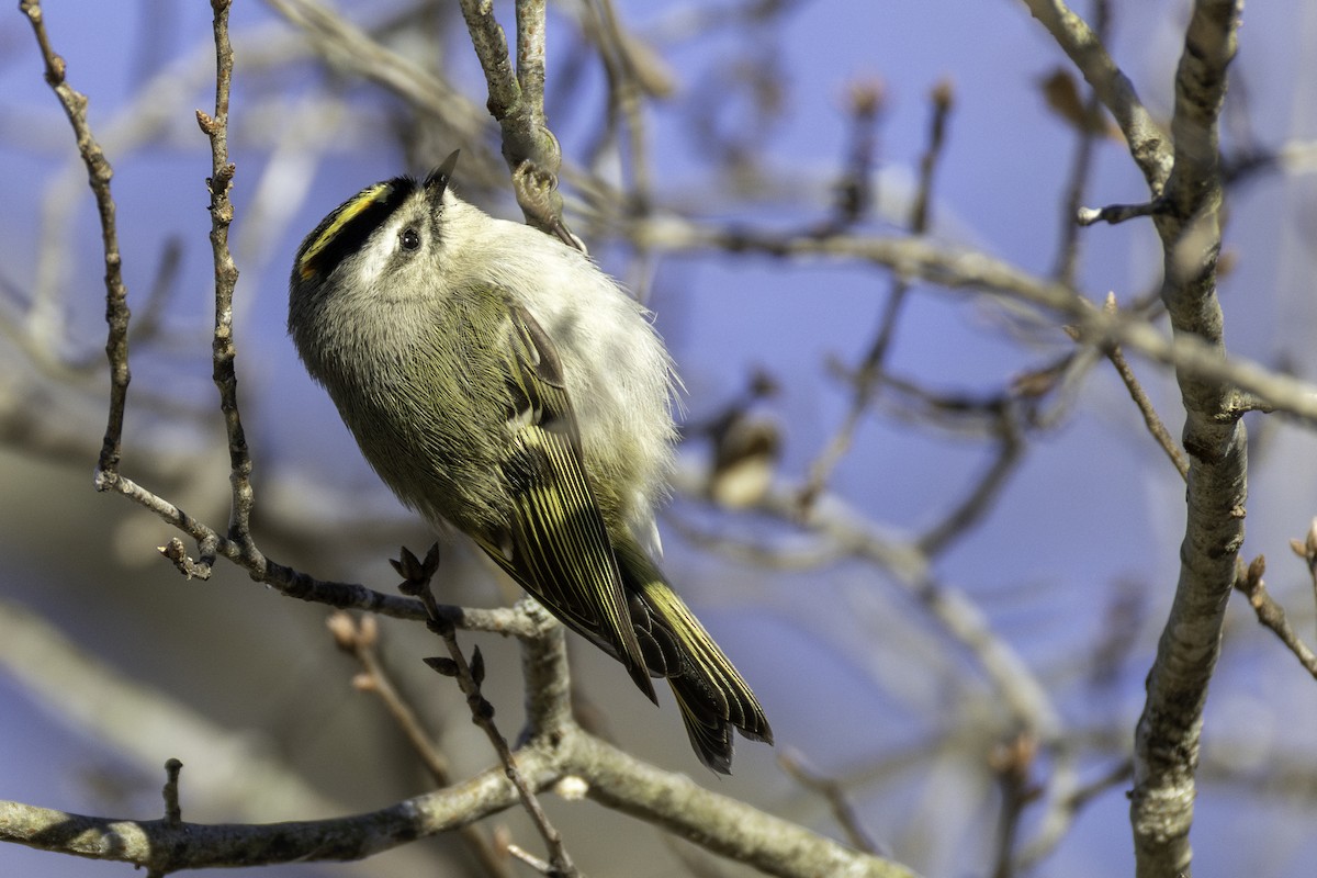 Золотомушка світлоброва - ML650848651