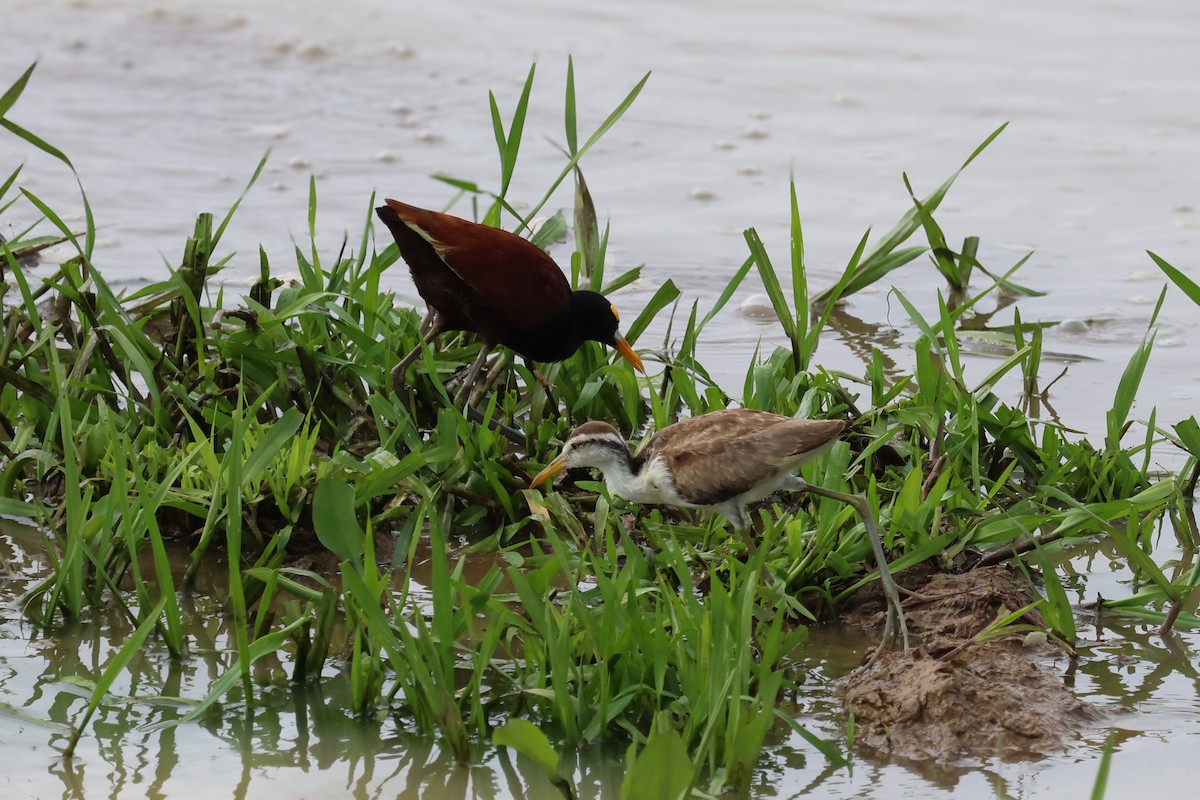 ostnák trnitý - ML650848706