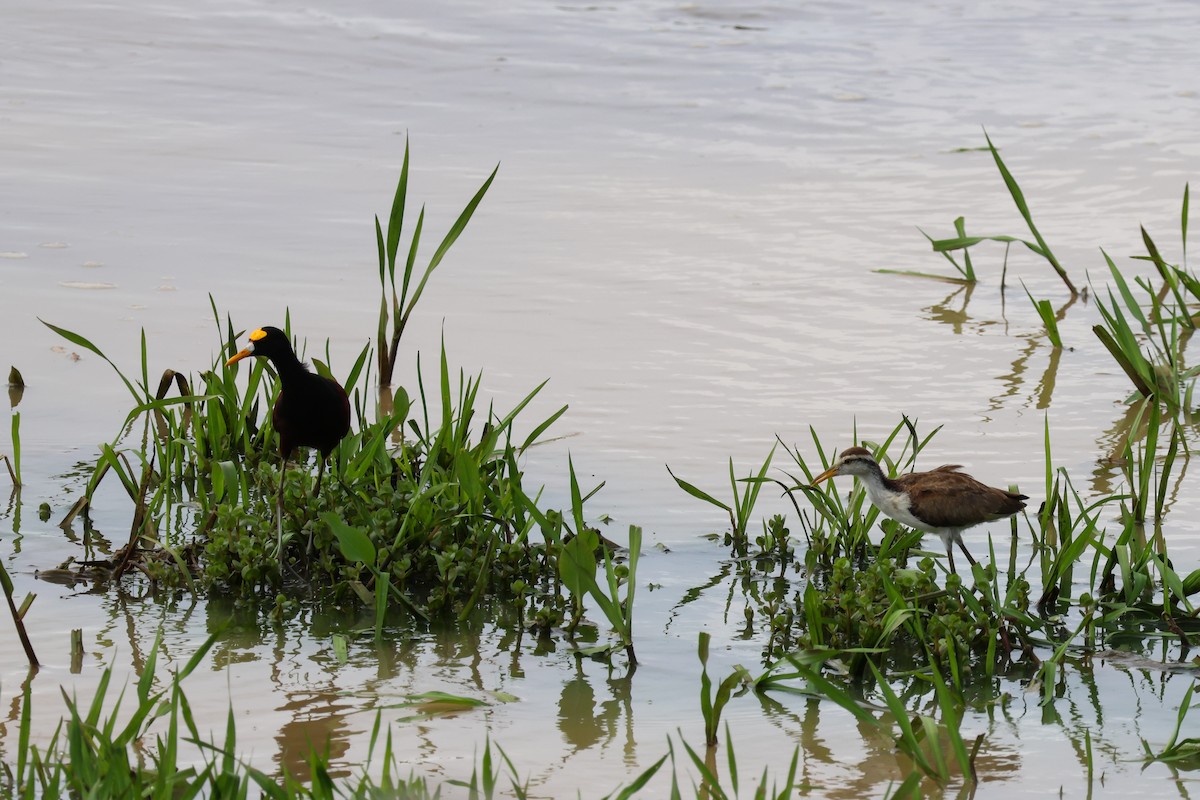 ostnák trnitý - ML650848709