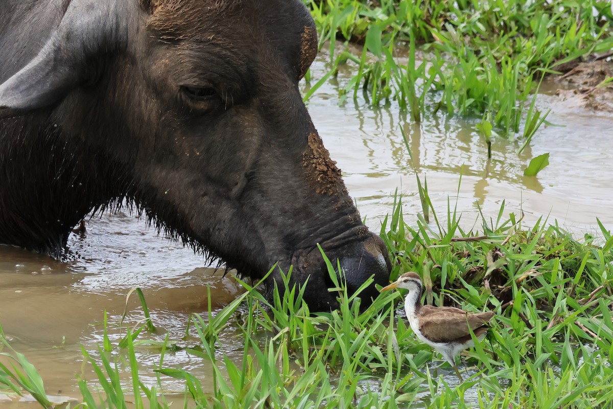 ostnák trnitý - ML650848710