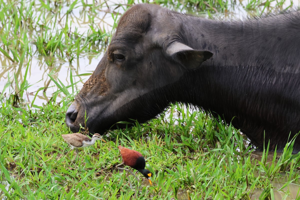 ostnák trnitý - ML650848712