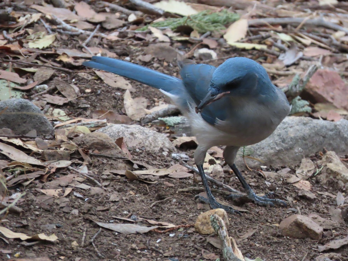 Geai du Mexique - ML650848746