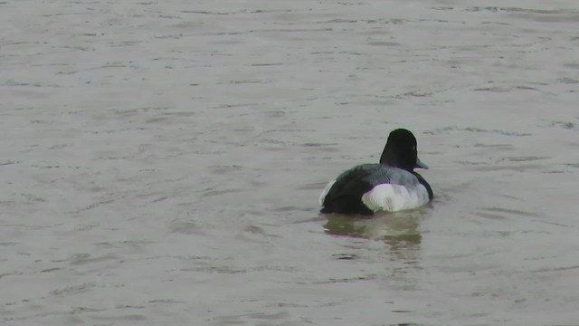 Lesser Scaup - ML650848863