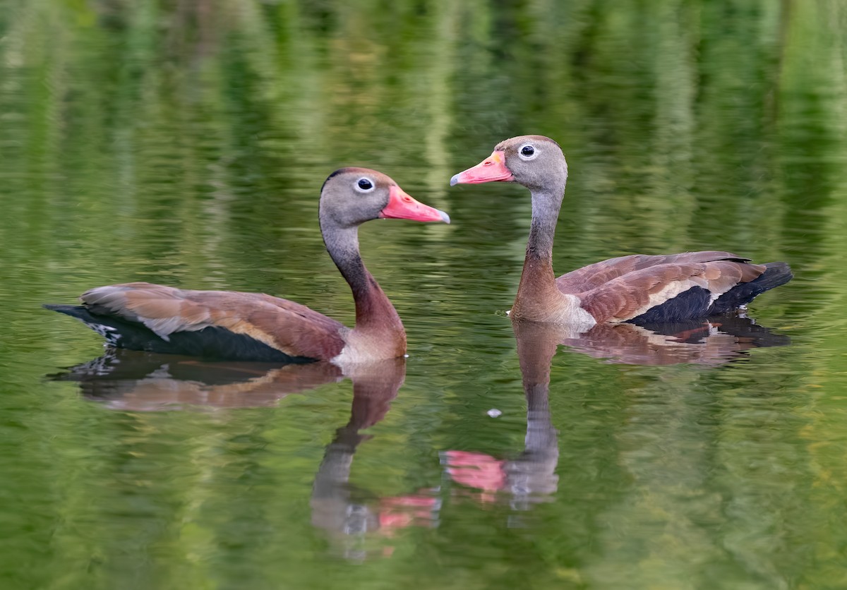 אווזון שחור-בטן - ML650848891