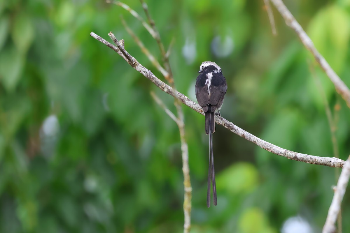 Long-tailed Tyrant - ML650848934