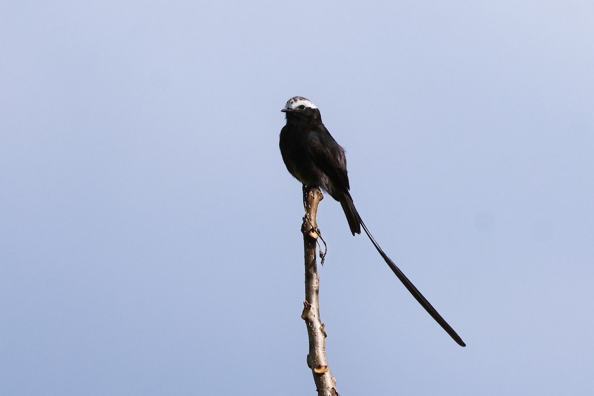 Long-tailed Tyrant - ML650848935