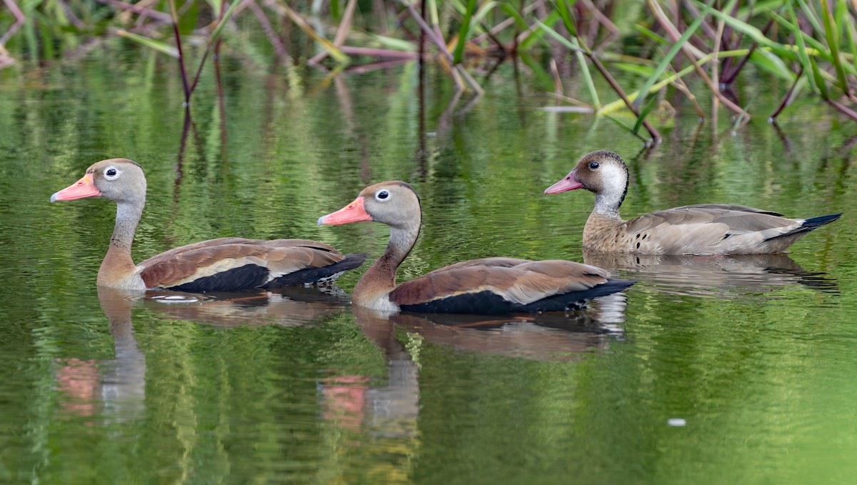 אווזון שחור-בטן - ML650848942