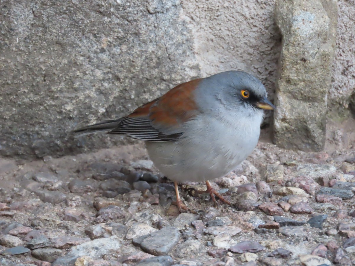 Junco aux yeux jaunes - ML650849085