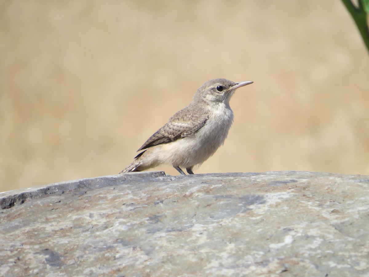 Rock Wren - ML65084911