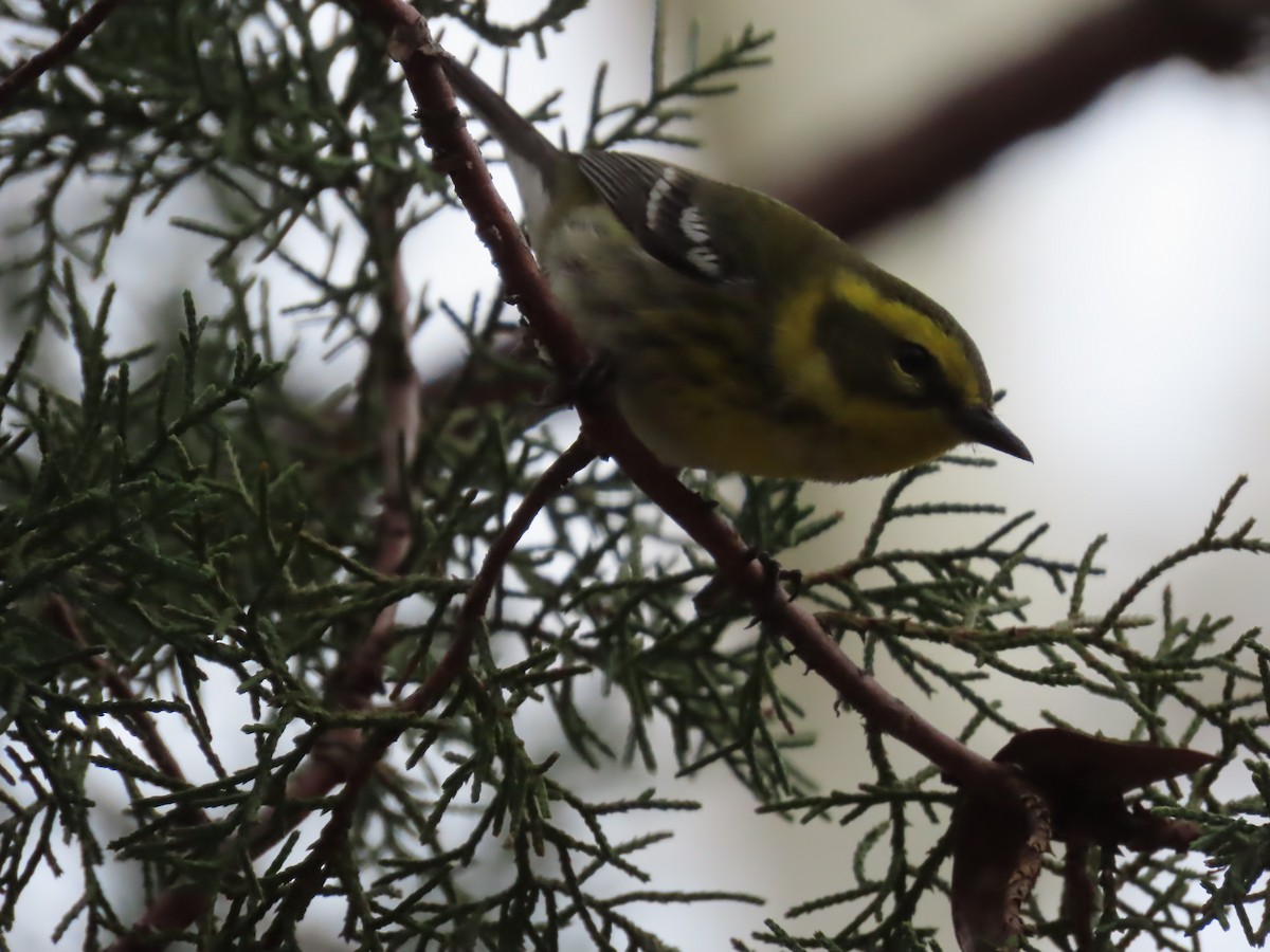 Paruline de Townsend - ML650849142