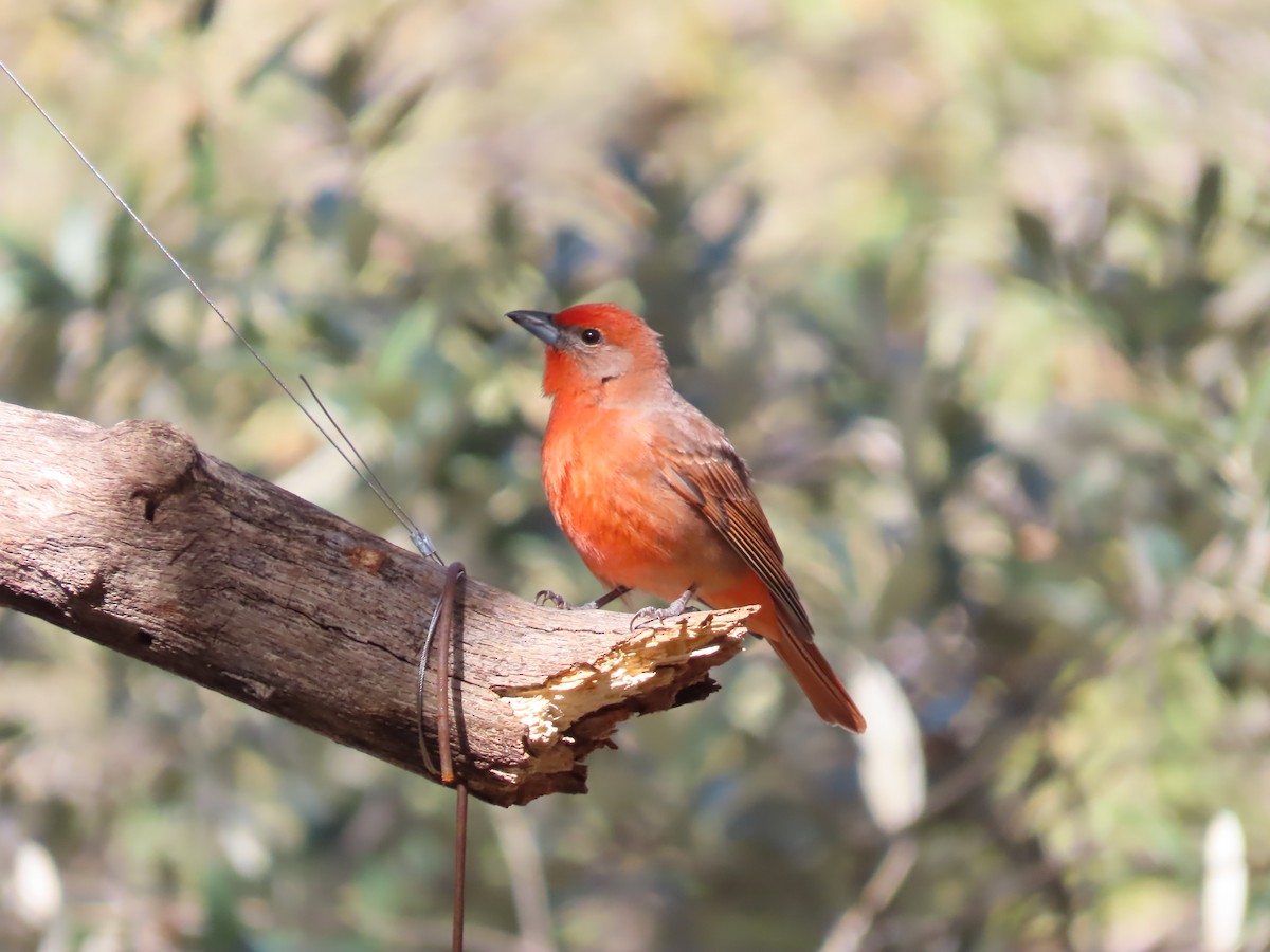 Piranga orangé - ML650849166