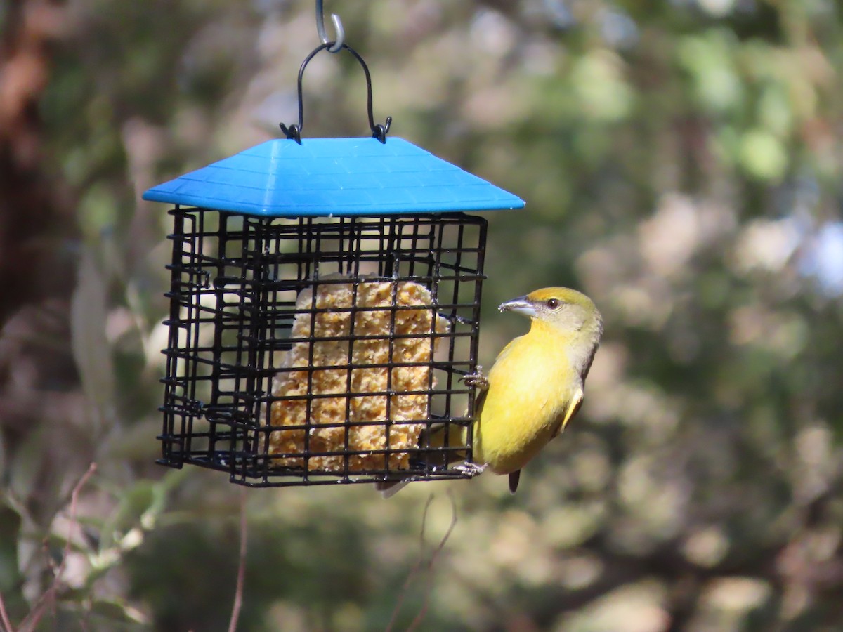 Piranga orangé - ML650849167