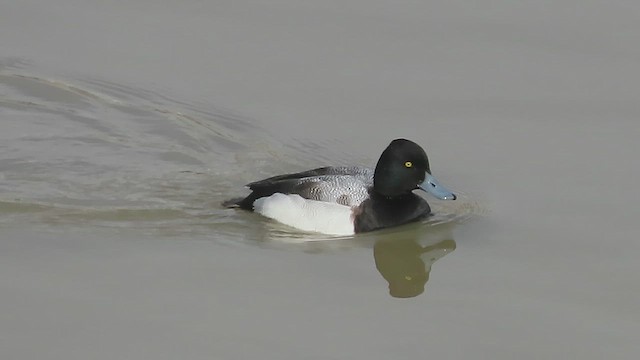 Lesser Scaup - ML650849266
