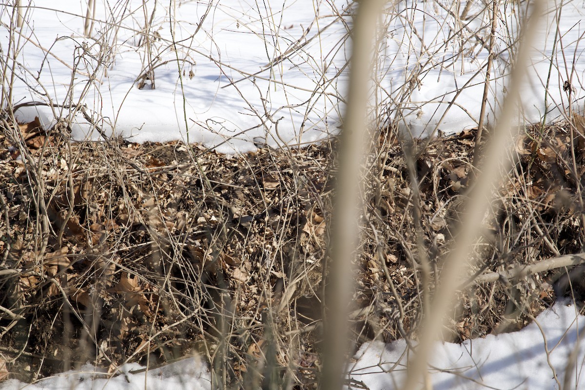 Золотомушка світлоброва - ML650849321