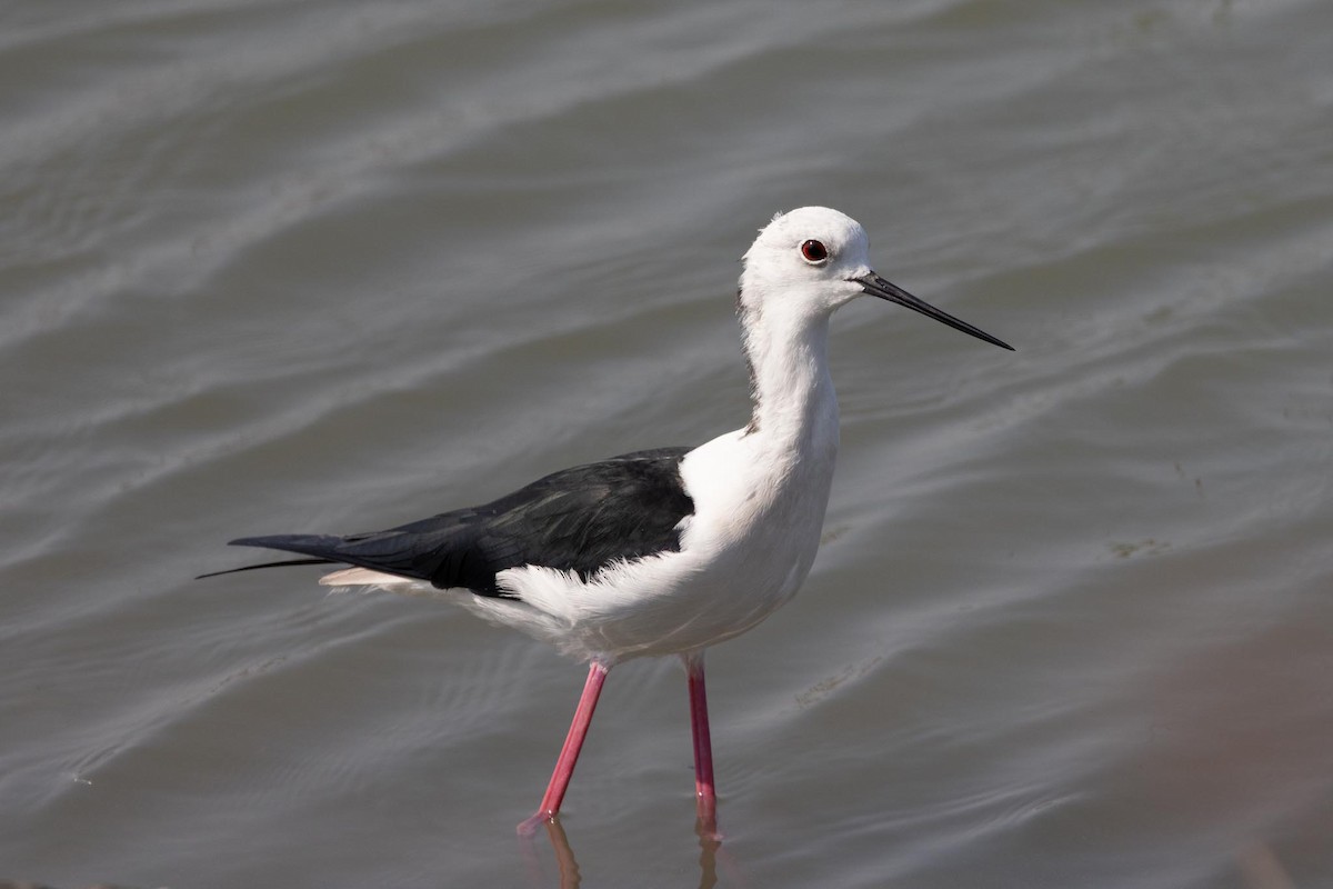 Ходулочник - ML650849422