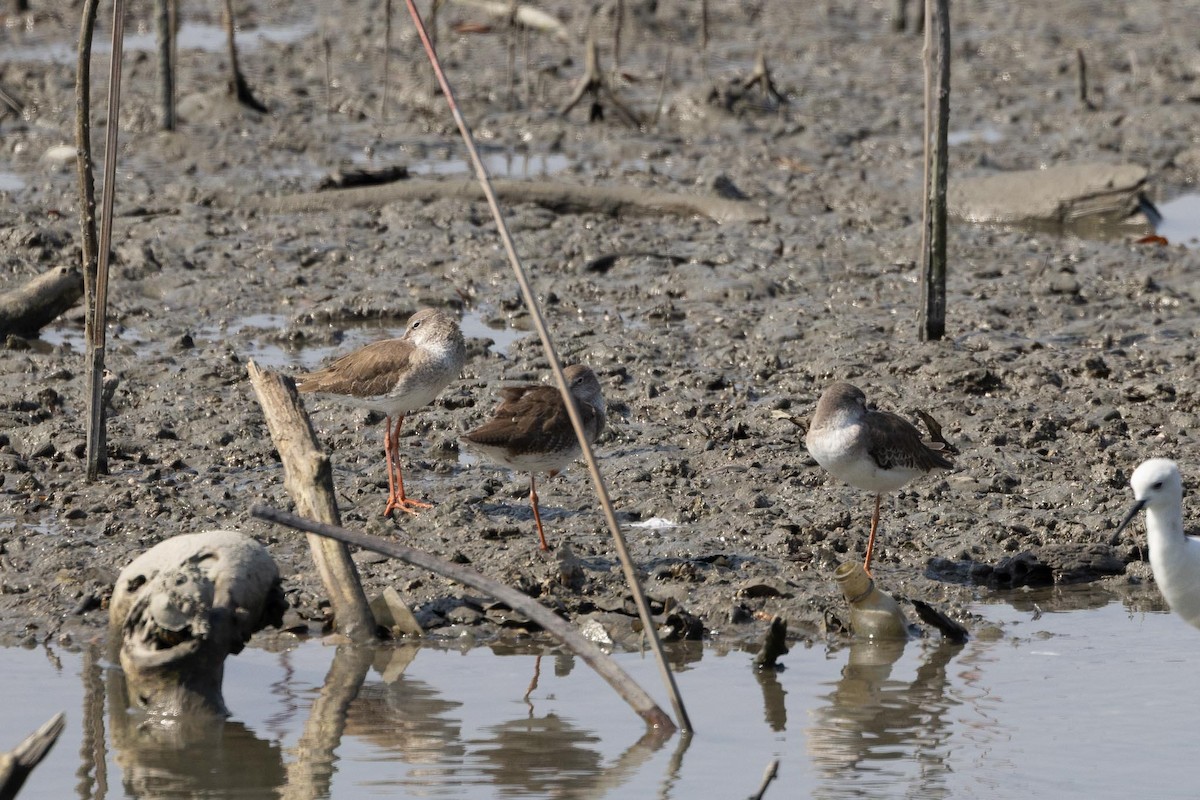 Травник - ML650849448