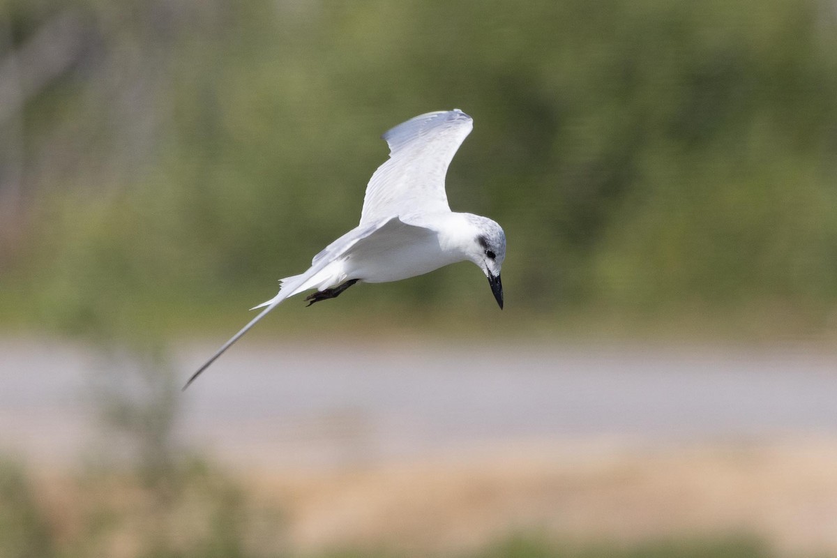 Чайконосая крачка - ML650849469