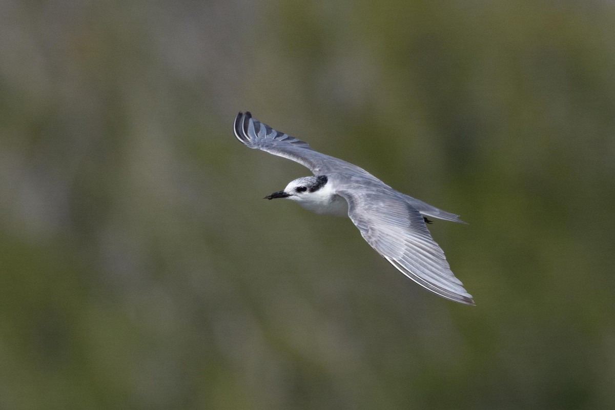 Белощёкая крачка - ML650849487