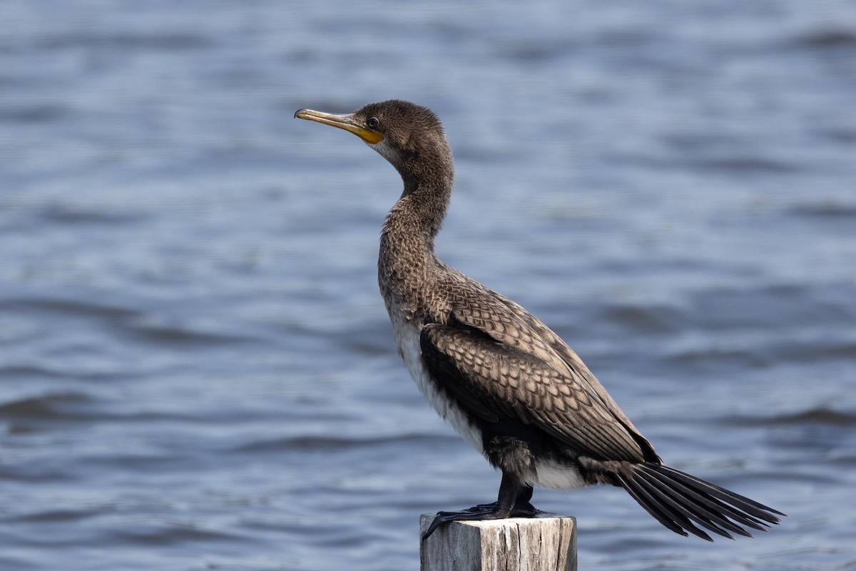 Индийский баклан - ML650849535