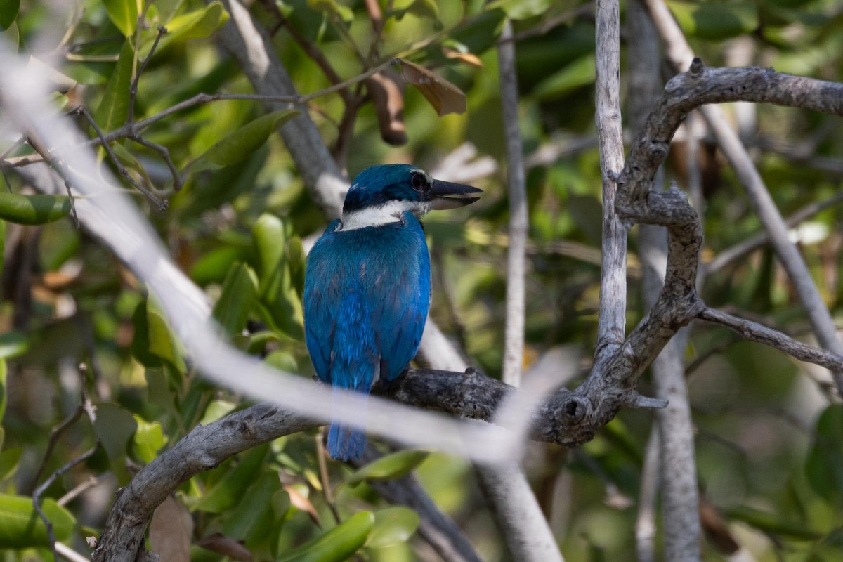 Воротничковая альциона - ML650849564