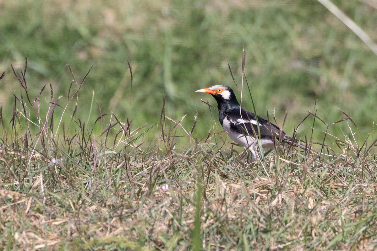 Siamese Pied Starling - ML650849598