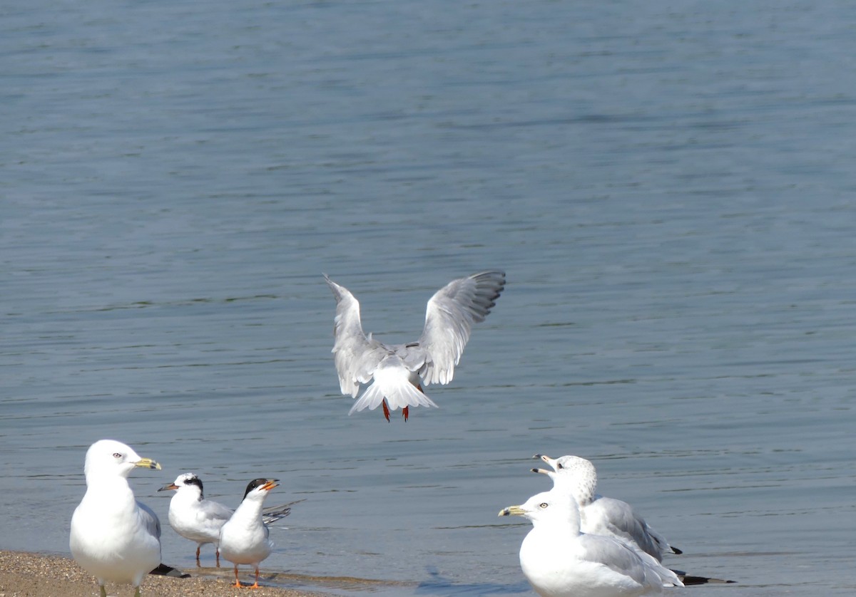 Forster's Tern - Leslie Sours