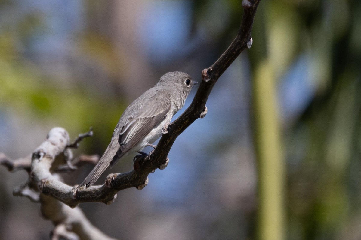 Ширококлювая мухоловка - ML650849622