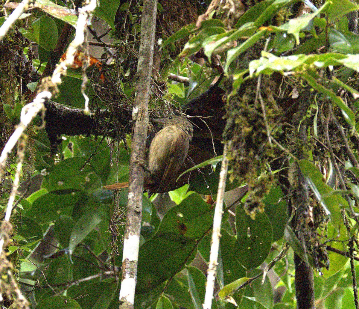 Eastern Woodhaunter - ML650849677