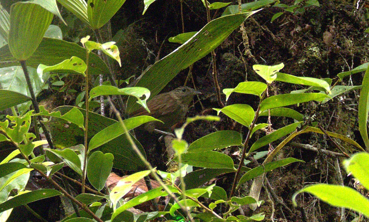 Eastern Woodhaunter - ML650849710