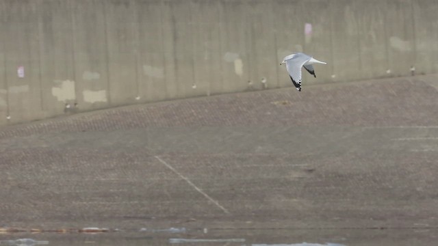 Ring-billed Gull - ML650849741