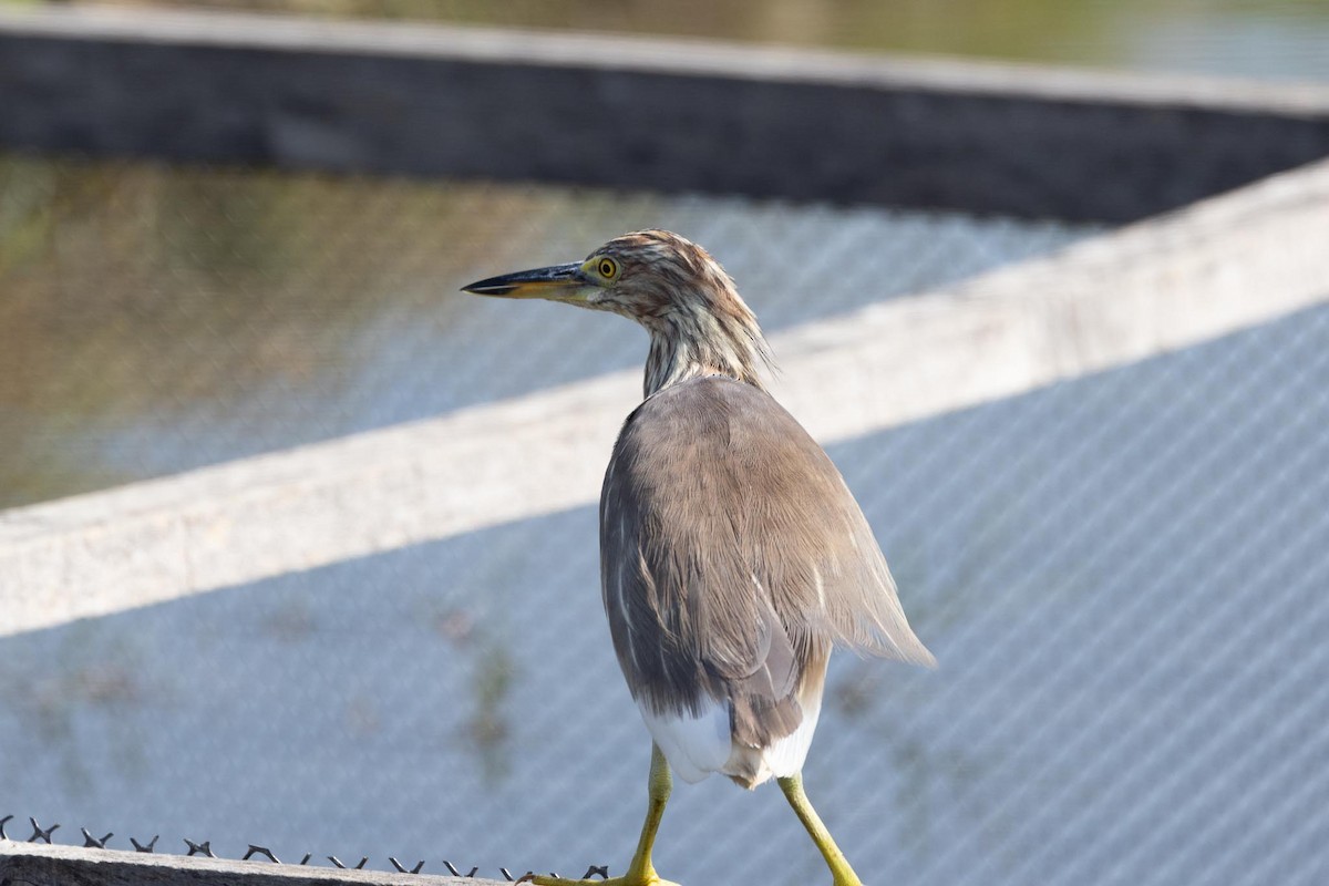 Ardeola sp. - ML650849788