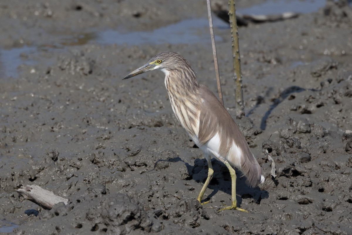 Ardeola sp. - ML650849789