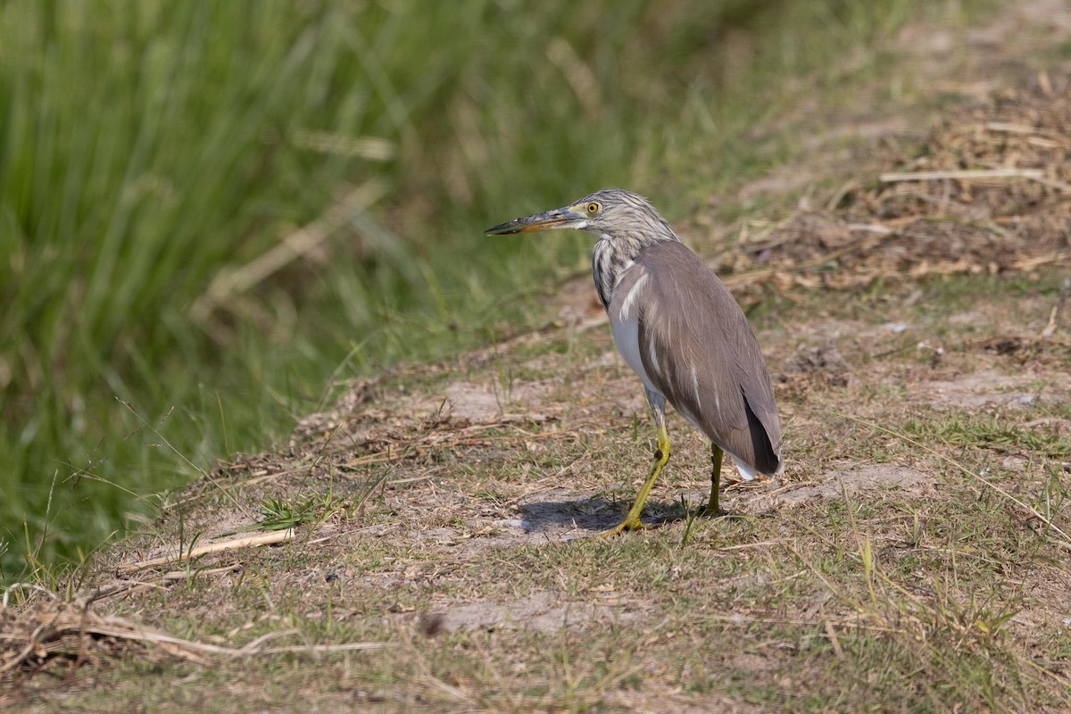 Ardeola sp. - ML650849790