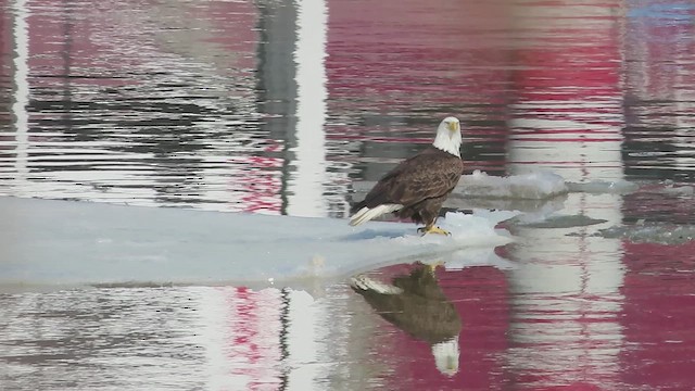 Bald Eagle - ML650849795