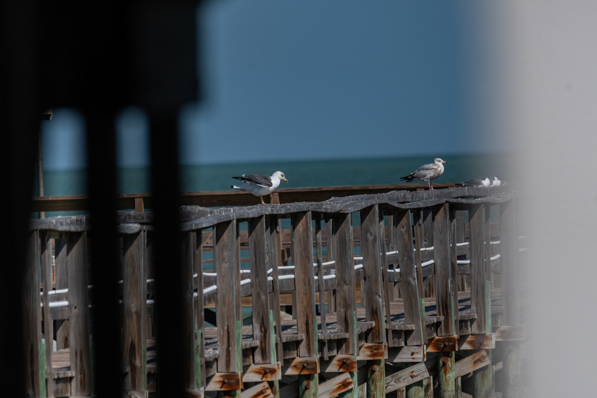 Lesser Black-backed Gull - ML650849901