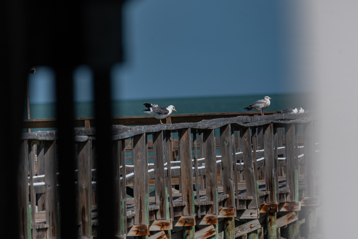 Lesser Black-backed Gull - ML650849902
