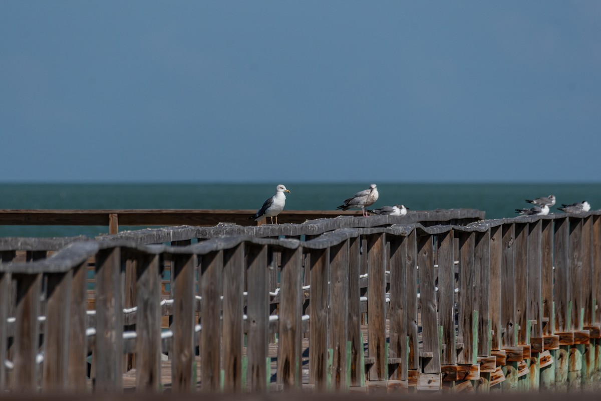 Lesser Black-backed Gull - ML650849904