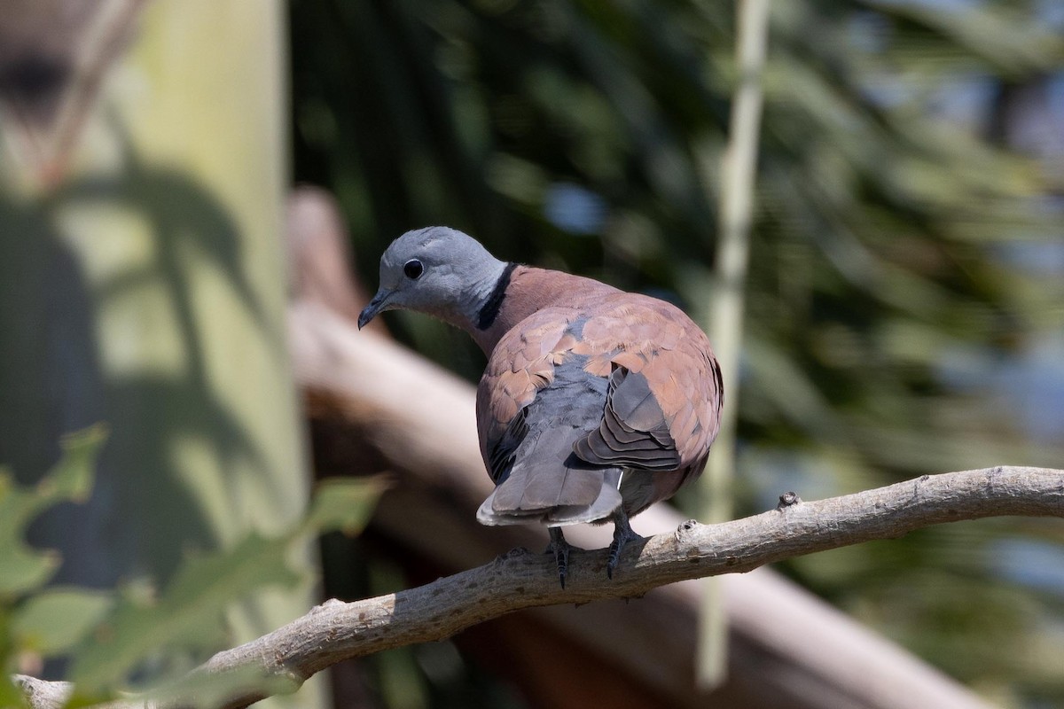 Короткохвостая горлица - ML650850261