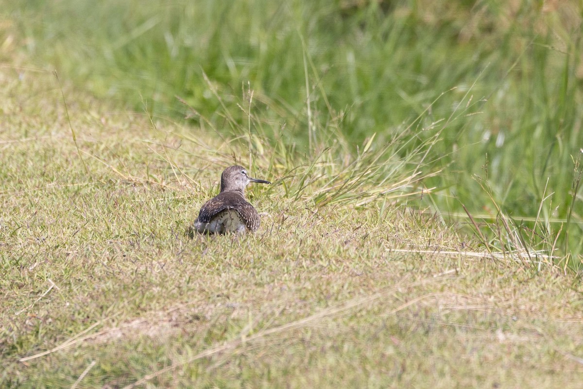 Фифи - ML650850451