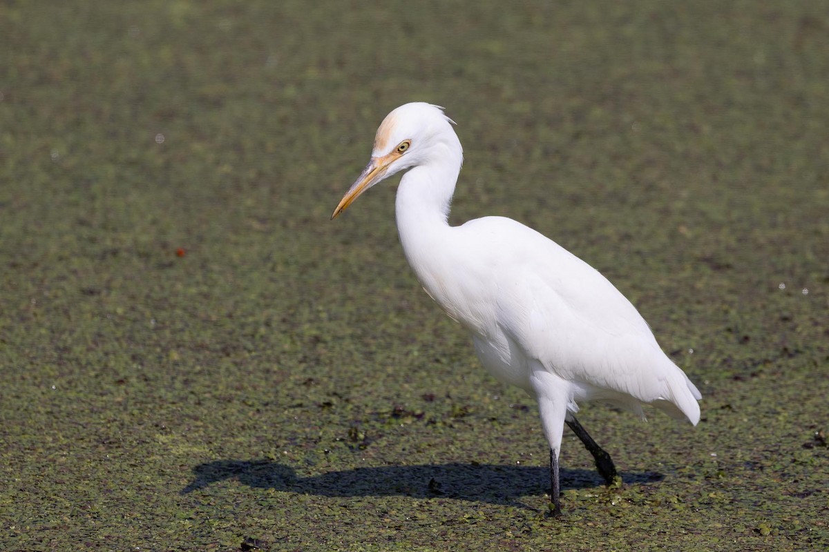 Восточная египетская цапля - ML650850466