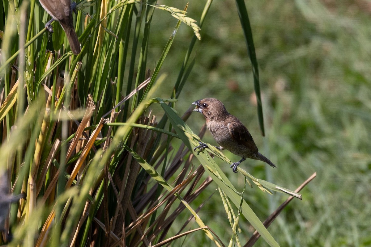 Чешуйчатая муния - ML650850499